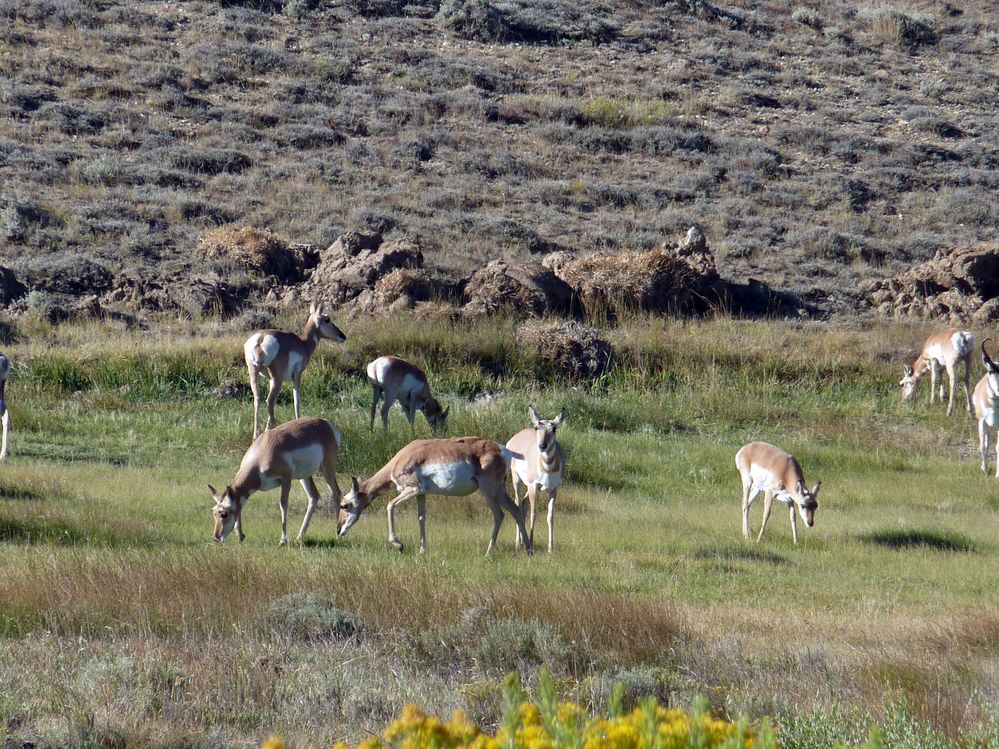 sur la route vers Pinedale (24).JPG
